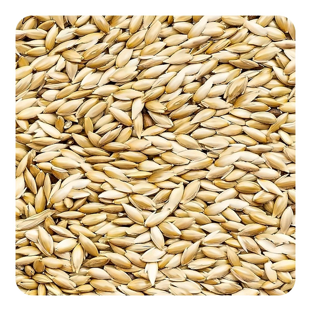 صورة مقرّبة للخليط – KAMI Canaryseed