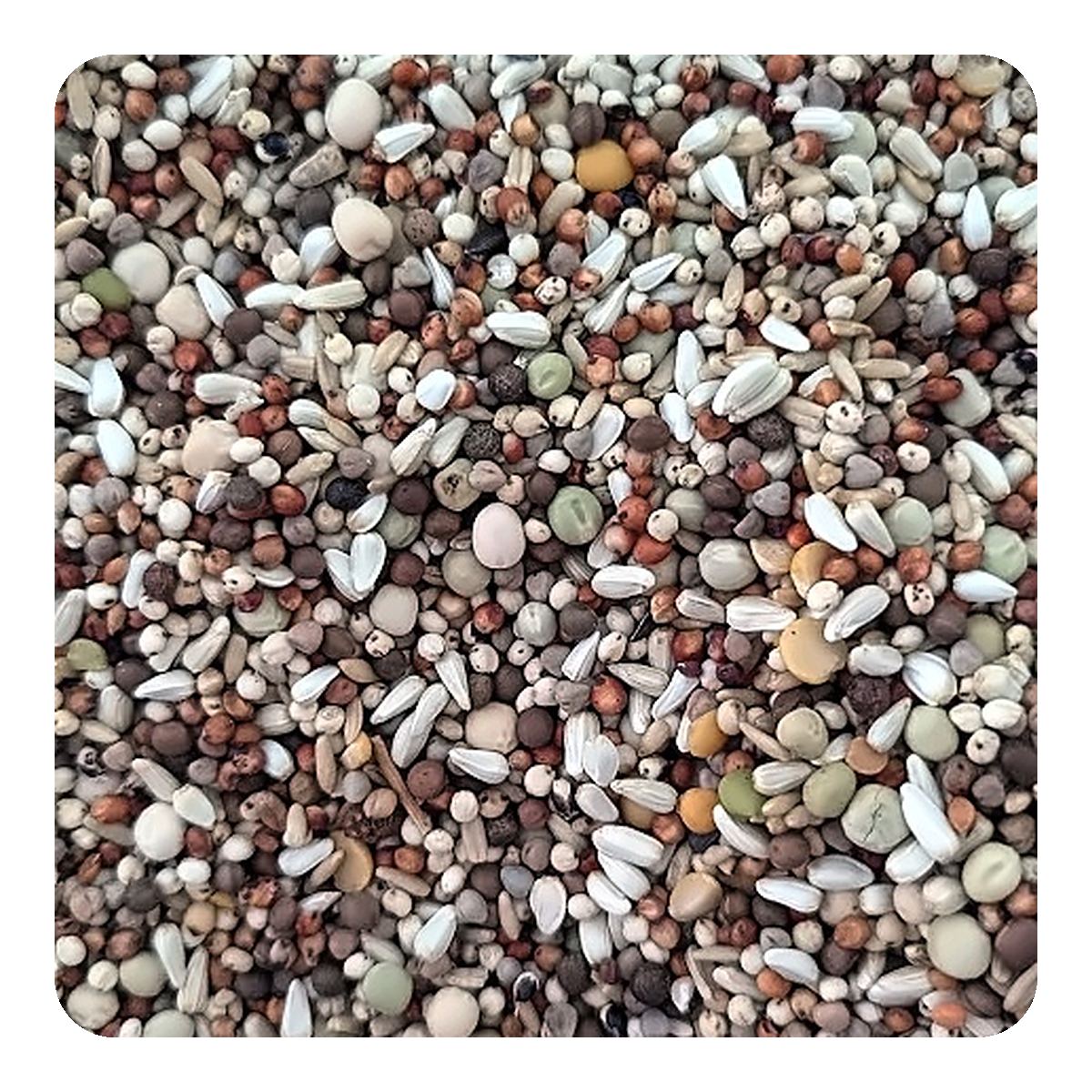 صورة مقرّبة للخليط – KAMI Pigeons Boulant