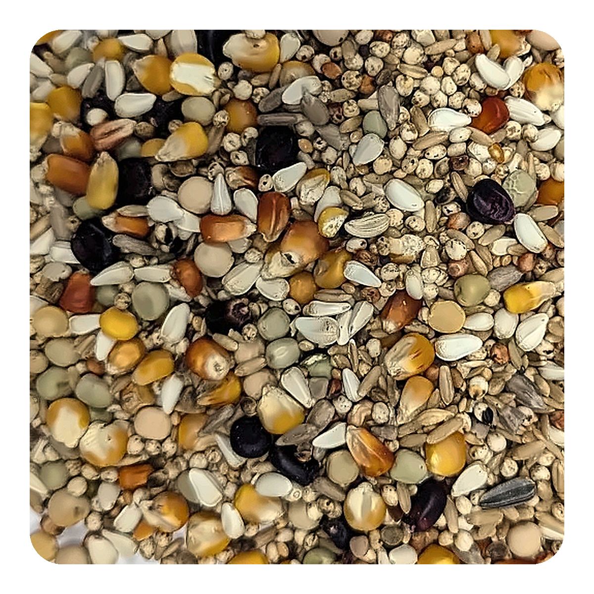 صورة مقرّبة للخليط – KAMI Pigeons Standard mix